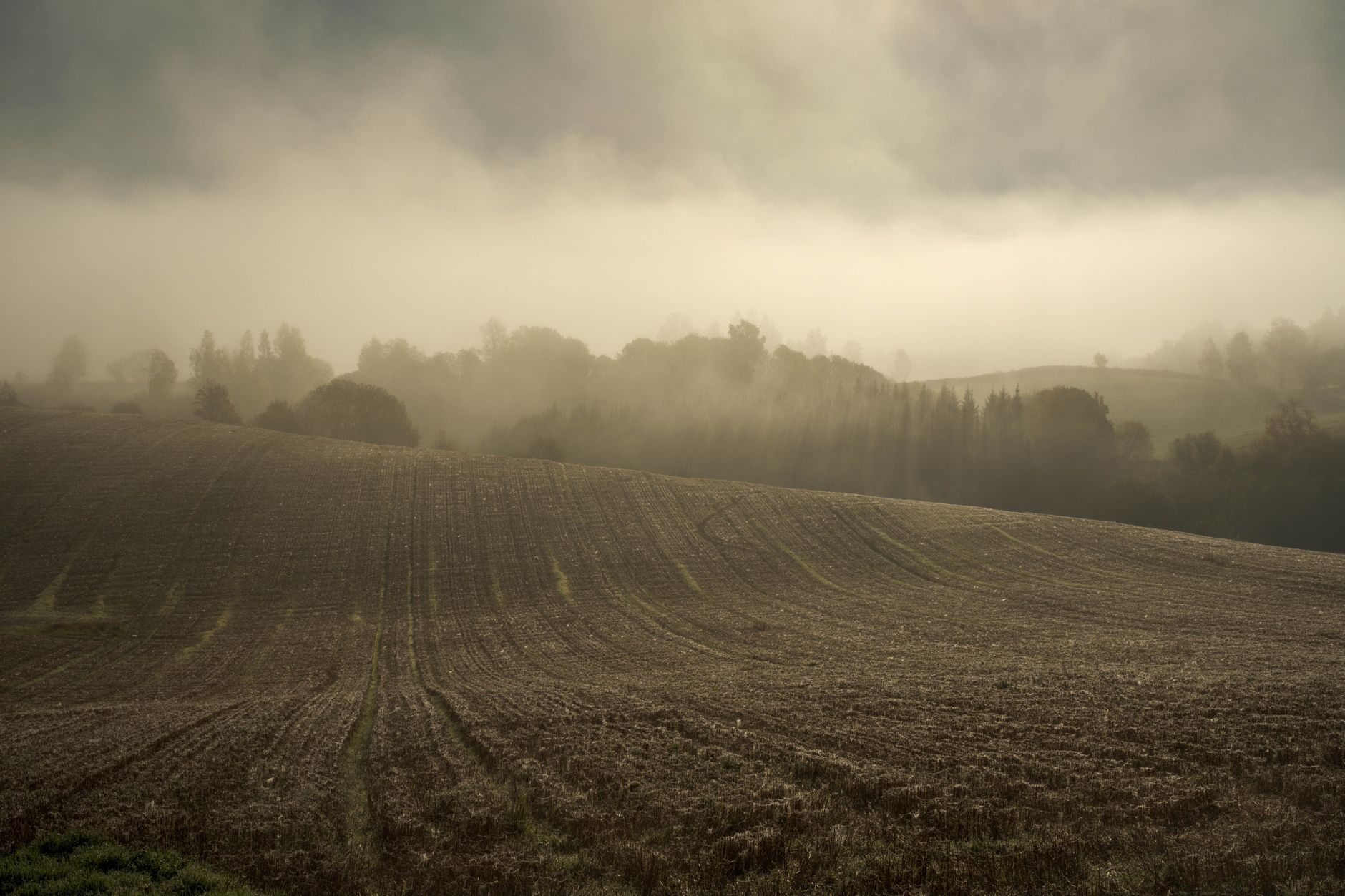 The Quiet Apocalypse: What Britain’s Collapsing Biodiversity Actually Looks Like Up Close